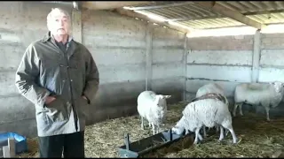 Elección de ovejas lecheras frisonas de  Cabaña Santa Agueda para Exposición Rural 2022