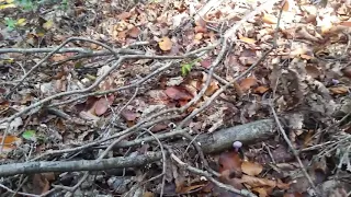 LJUBICASTA GLJIVICA- Laccaria amethystea