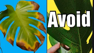 Tips to avoid Brown Leaves on Monstera