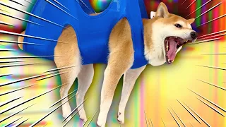 Perfectly Cut Shiba Screams, Barks and Growls