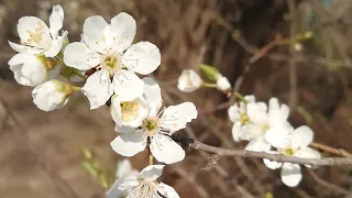 МАЙ гороскоп  таро. Овен, Близнецы, Рак, Лев, Дева, Весы, Скорпион, Стрелец, Козерог, Водолей, Рыбы