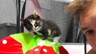 Kitten Gets Her Smile Back After Rescuers Saved Her from the Street Hours After Birth