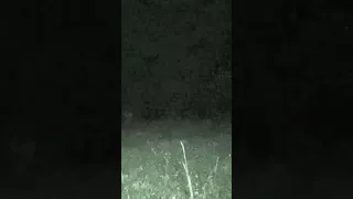 Caught orb at Bass Cemetery in Alabama haunted cemetery