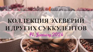 Коллекция суккулентов (эхеверии) 🌱 Sweet Succulents #1