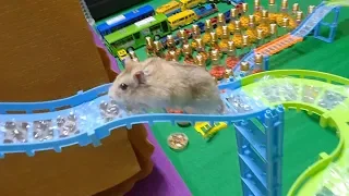 My Funny Pet Hamster in Amusement Park Obstacle Course