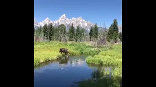 Очень красивое видео.Самые Редкие Места на Земле, Которые Блестяще Чистые. Лось