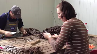 Aglis Buddy Tape being used for Winter Grafting of Apples, Poland, 2014