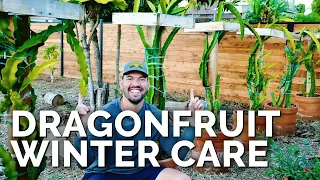 7 Essential Dragon Fruit Care Tips For Fall