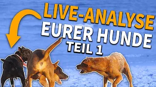 Hund jagt Kühe! - Reaction Stream Teil 1