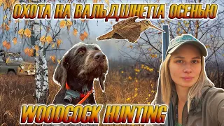 Охота на вальдшнепа с дратхааром, девушка охотник / Woodcock hunting with German Wirehaired Pointer