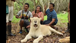 Walk with the Lions at Casela Park, Mauritius