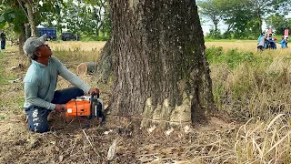 The Last Tree is the Hardest‼️ Cut Down 3 Old Trembesi Trees.