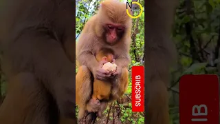 First Feel of A boiled EGG by a Monkey