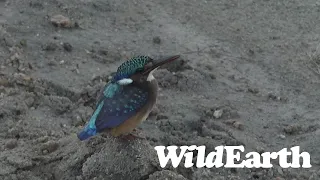 WildEarth - Sunset  Safari - 19 March 2022