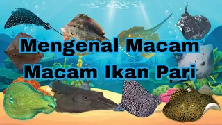 Mengenal Macam Macam Ikan Pari