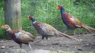 How To Raise Your Own Pheasants