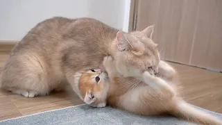 Mom cat embraces kitten tightly, as it resists being cleaned and struggles to escape.