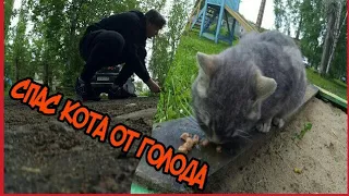 Спас кота от голода●КОРМЛЮ БЕЗДОМНЫХ КОШЕК