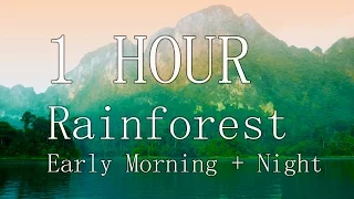 1 Hour Rainforest Jungle Nature Sounds (gibbons, birds, crickets) - Relaxation, Focus, Meditation