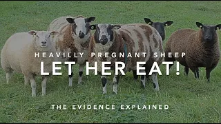 LET HER EAT; Restricting ewes in late pregnancy | Sez the Vet