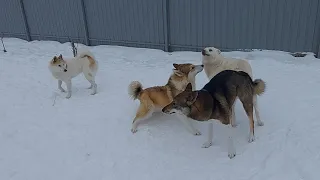 Внеплановая вязка Каюра и Златы/ Ждём щенков/