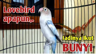 Lovebird Apapun Akhirnya Ikut BUNYI Setelah Dengar Suara LB Fighter Ngekek Panjang Satu ini