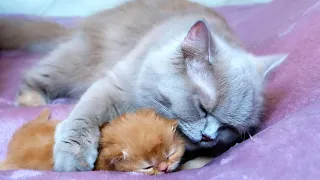 The way a mother cat loves her kittens is very strongly! Best Moments