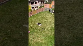 Husky Throws a Temper Tantrum When Barred From Entering House - 1194110