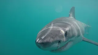 Shark Cage Diving and Viewing in South Africa
