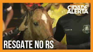 Cavalo é resgatado de área alagada no Rio Grande do Sul