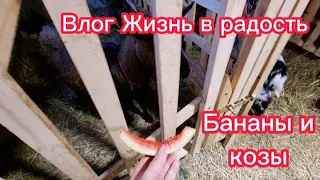 Бананы и козы .