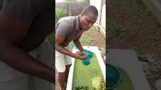 GET AZOLLA AND DUCKWEED FROM EDOVASAL PIG FARM ENUGU