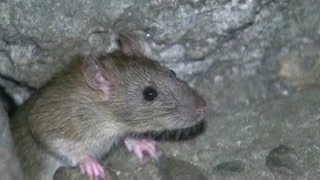 Sandy flushed rats out of tunnels onto NYC streets