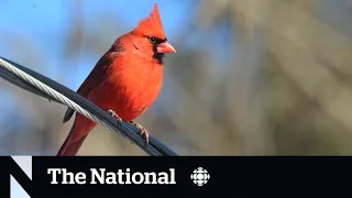 Christmas bird count a gift to ecologists every year since 1900