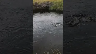 Bobber Down Brown - Upper Owens River