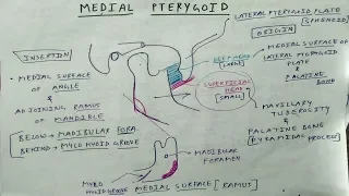 Muscle of Mastication | Medial Pterygoid | TCML