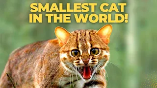 Smallest Cat in the World | Rusty Spotted Cat