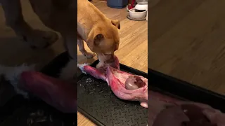 Pit bull’s 1st whole rabbit