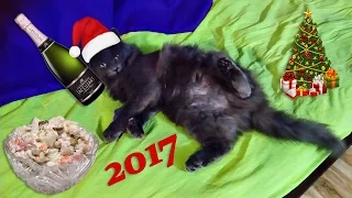 КОГДА ОБЪЕЛСЯ ОЛИВЬЕ. Funny cats 2017.