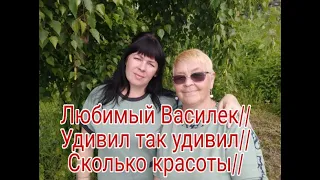 ЛЮБИМЫЙ ВАСИЛЕК///УДИВИЛ ТАК УДИВИЛ/// СКОЛЬКО КРАСОТЫ///