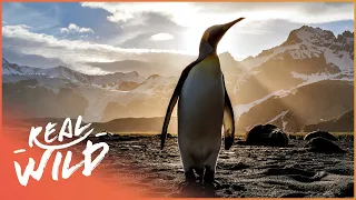 The Incredible Animals Of The Antarctic | Going Wild | Real Wild