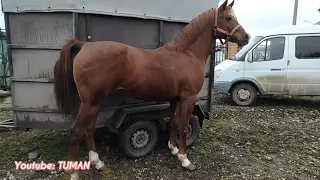 Цены,Продажа Лошадей в Урус-мартане ЧЕЧНЯ.