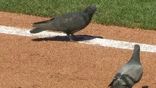 ARI@SF: Birds take in the game at AT&T Park