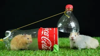 DIY mouse/rat trap from Coca Cola bottle