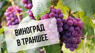 Виноград в траншее | Преимущества для Сибири | Как сделать траншею?