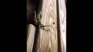 Lizard porn