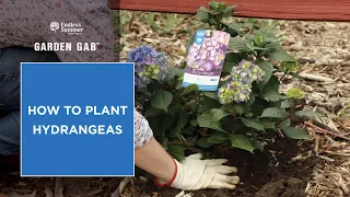 How to Plant Hydrangeas