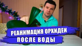 Реанимация орхидеи и пересадка после воды.