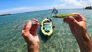 Clear Water Flats Sight Fishing With LIVE BAIT and Topwater - Big Fish!