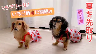 【ダックスフンド】シニア犬でも女子力アップ！！ラブリーすぎるキャミソール♡夏服♡